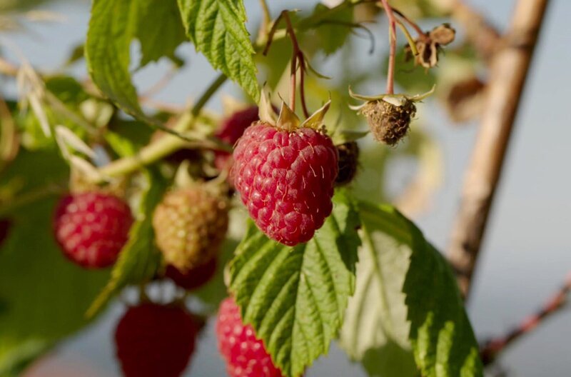 Himbeeren werden nur reif geerntet, aber auch in Zentralserbien macht sich das unberechenbare Wetter bemerkbar und schädigt den Ertrag. – Bild: Reiner Bauer