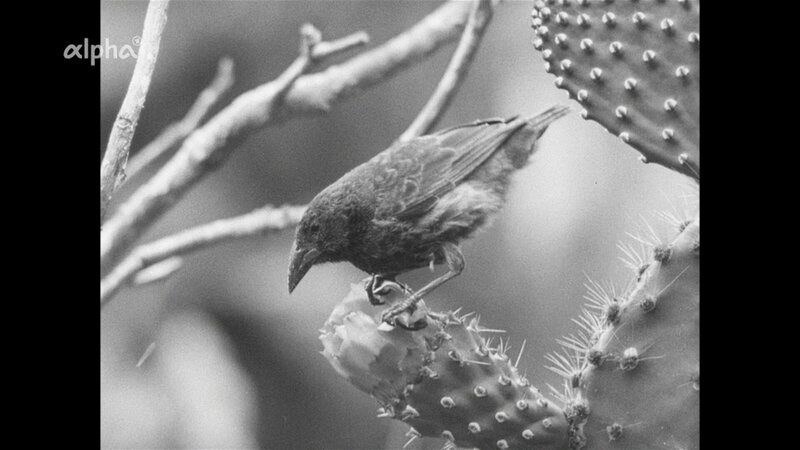Entdeckung auf der Galapagos-Expedition von und mit Heinz Sielmann: der Kaktusfink, ein eine sogenannte Darwin-Finken-Art, die sich per Evolution der umgebenden Antur angepasst hat. – Bild: NDR