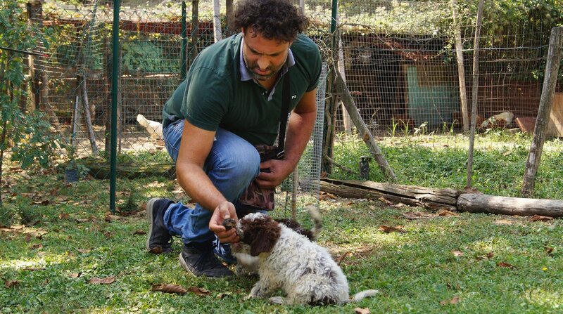 Ganz Umbrien ist Trüffelgebiet. Luca Pieracci bildet Hunde für die Trüffelsuche aus. – Bild: NDR/​Casei Media GmbH/​Milena Schwoge