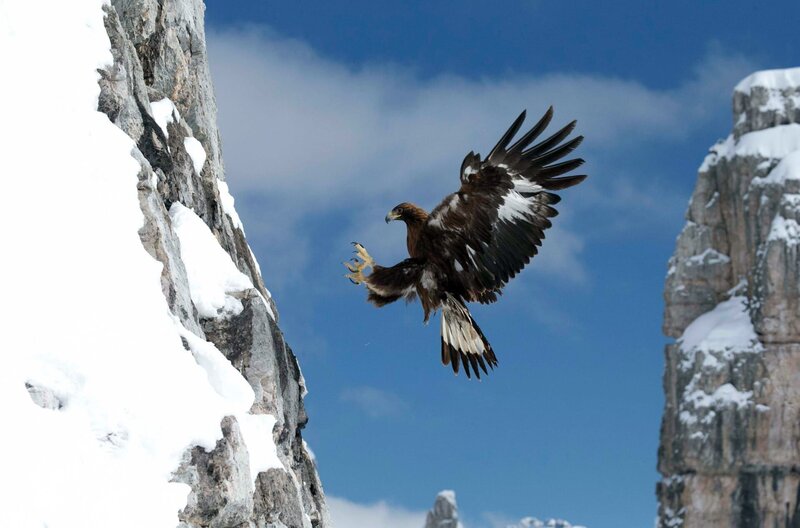 In einer Steilwand liegt der perfekte Aussichtspunkt des Steinadlers – von dort kann er seine Umgebung beobachten. – Bild: Albert Mächler/​Terra Mater Factual Studio
