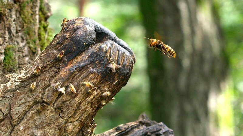 Asiatische Riesenhornisse fliegt einen Angriff auf ein Bienennest in einem hohlen Baum – Bild: RTL /​ © Terra Mater Factual Studios /​ Oxford Scientific Film