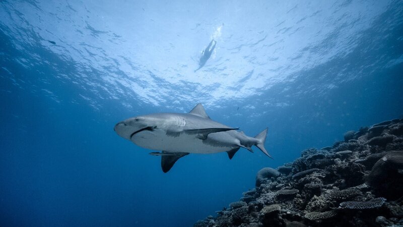 Extremsportler André Wiersig schwimmt im Meer, unter ihm ein Hai. – Bild: ZDF