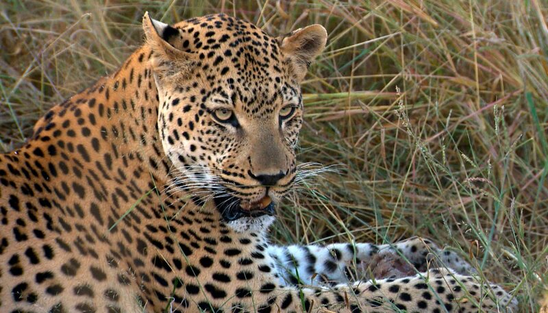 Leopardin Dolce hat Ärger mit ihrem eigenen Bruder Gabanna. – Bild: SWR/​Matias Lackner