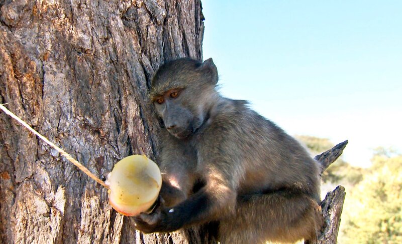 ARD/​SWR DAS WAISENHAUS FÜR WILDE TIERE FOLGE 113, „Abenteuer Afrika“, Die Paviane lieben die „Eisbomben“ mit Gemüse und Obst. – Bild: SWR/​Matias Lackner