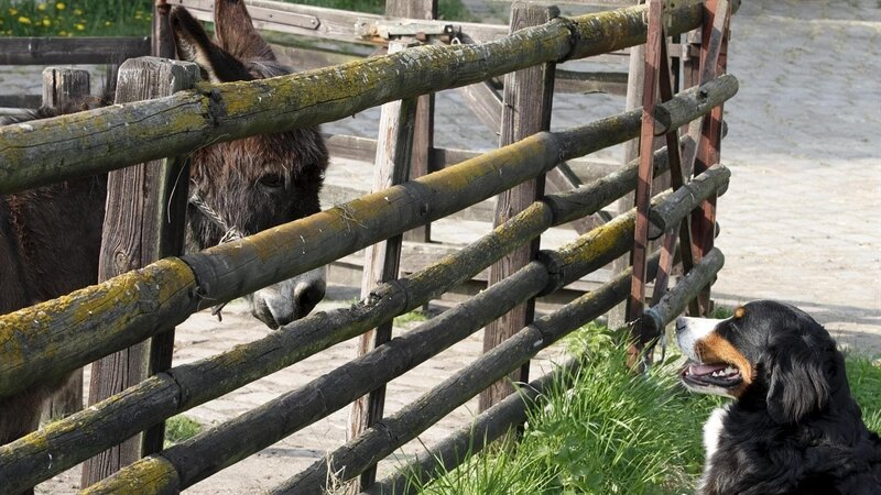 Löwenzähnchen – Eine Schnüffelnase auf Entdeckungstour – Keks und das große Futtern 2 – Bild: ZDF/​Zia Ziarno