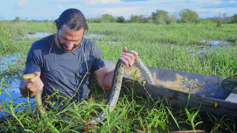 Hazen steht hüfthoch in den Sümpfen und hält eine Netzpython hoch. (National Geographic) – Bild: National Geographic /​ National Geographic
