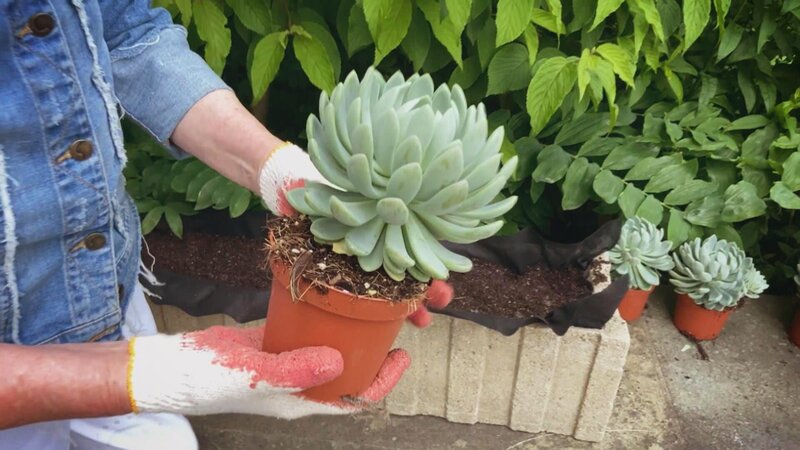 Martha Stewart mit ihrem Gärtner Ryan, pflanzt Echeveria, Kräuter, Aloe Vera und Agaven. – Bild: HGTV