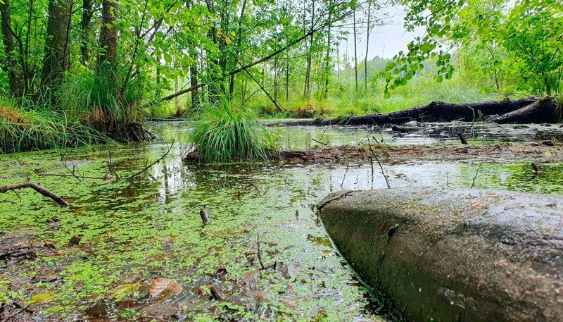 Naturnahes Moor. – Bild: rbb