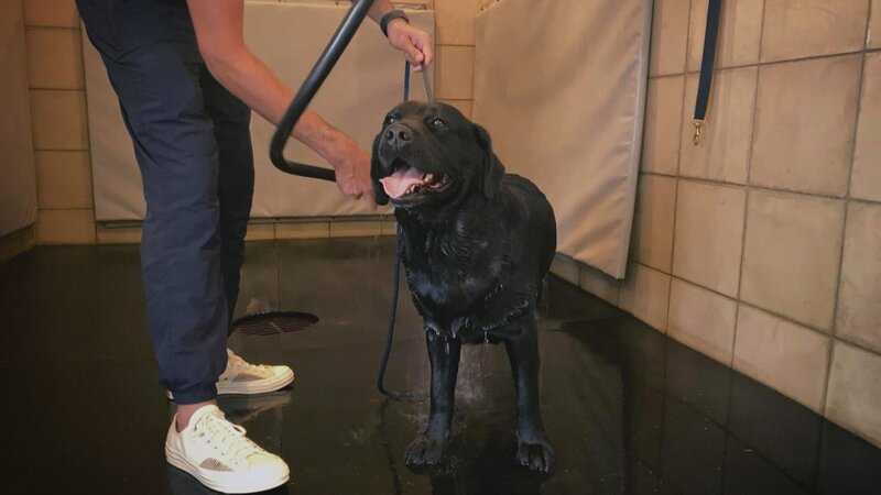 Martha gets a dog trainer to help, who explains the correct grooming for four-legged friends. – Bild: HGTV