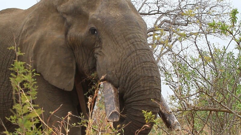 Duke, der größte und älteste Tusker. – Bild: BR/​Udo Zimmermann