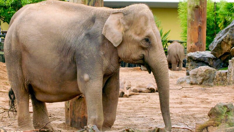 Elefanten – Bild: ORF/​Universal