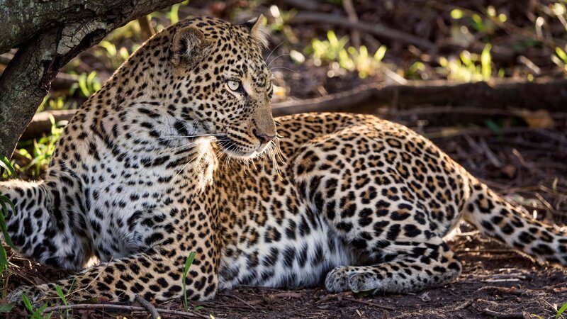 Kenya, Maasai Mara National Game Reserve. Female leopard resting beneath the trunk of a low tree where she has stashed her kill. Early morning. – Bild: DSPL