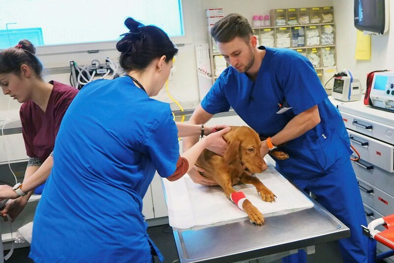 Der junge Tierarzt William untersucht seinen Patienten genau. Das ist nicht immer einfach, da Tiere nicht sprechen können. – Bild: ZDF und SRF/​RTS