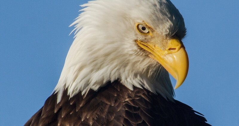 Weißkopfseeadler. – Bild: ORF/​NDR/​ Studio Hamburg