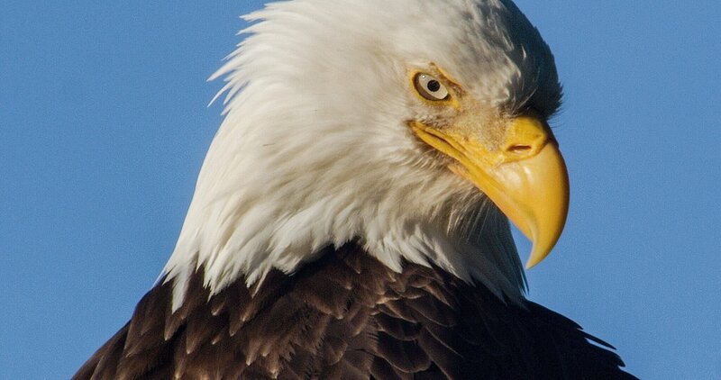 Weißkopfseeadler. – Bild: ORF/​NDR/​ Studio Hamburg