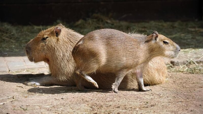 Auf der Südamerika-Anlage im Zoo herrscht große Aufregung: Die Wasserschweinkinder von Mama Lucia erobern das Außengehege. – Bild: rbb/​Thomas Ernst