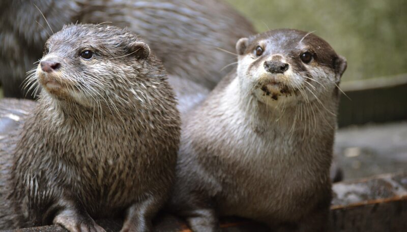 Zwergotter im Zoo am Meer Bremerhaven. – Bild: BR/​Radio Bremen/​Volkmar Strueßmann