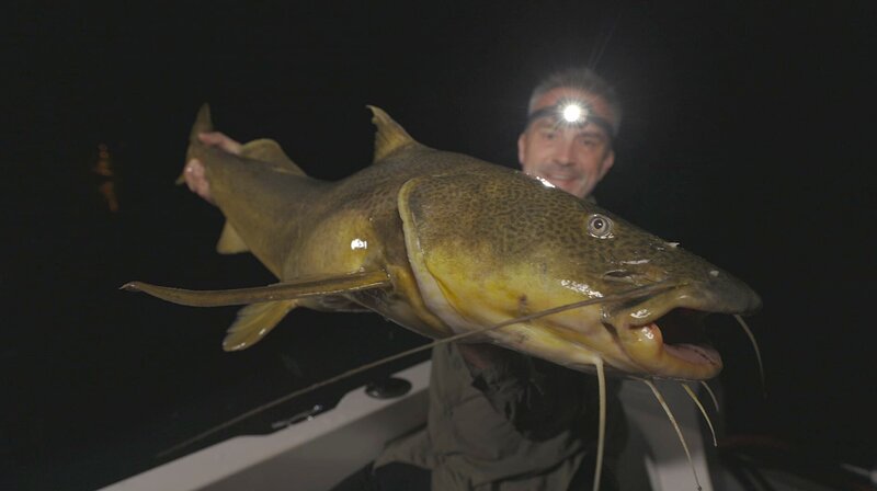 Cyril hält einen gefleckten Sorubim oder Pintado, einen Bodenbewohner, der einem Wels ähnelt. – Bild: Untamed Productions 4 Inc
