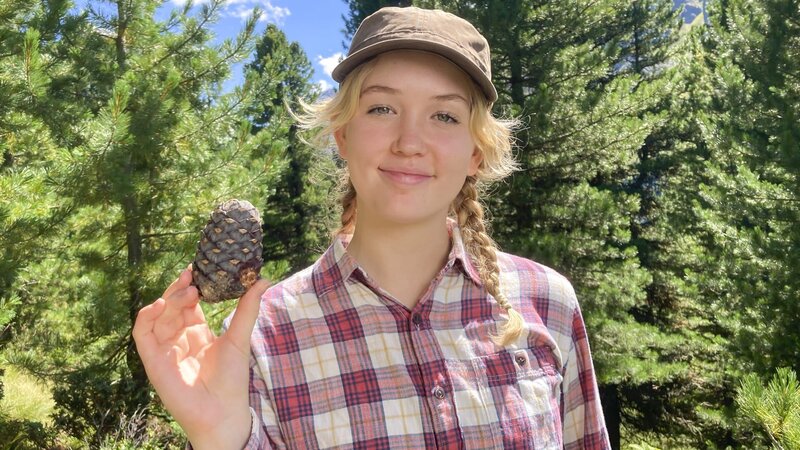 Nina mit Zapfen: Die Früchte der Zirbelkiefer öffnen sich nicht von selbst – aufhacken kann sie der Tannenhäher. – Bild: BR/​BILD+TEXT Medienproduktion GmbH & Co. KG/​Ben Wolter