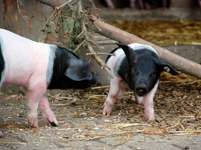 Die schwäbsich-hällischen Schweine dürfen das erste Mal ins Freie. – Bild: SWR/​Thorsten Backofen