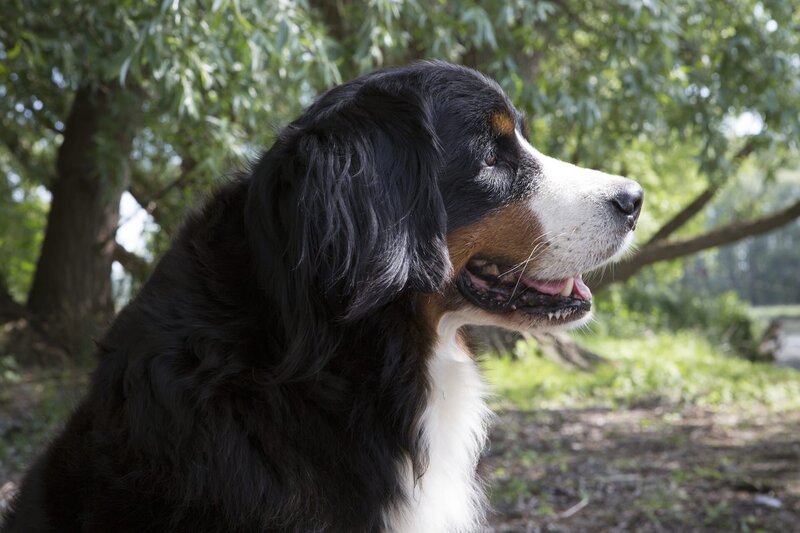 Keks ist bereit für sein neues Abenteuer. Diesmal trifft er auf das gut getarnte Rehkitz Ria. – Bild: ZDF/​Zia Ziarno