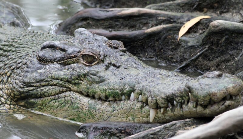 Salzwasserkrokodile lauern nicht nur im Süßwasser auf Beute – sie können auch im Salzwasser überleben … und gehen im offenen Ozean auf Jagd. – Bild: NDR/​NDR/​doclights/​Grospitz & Westphalen