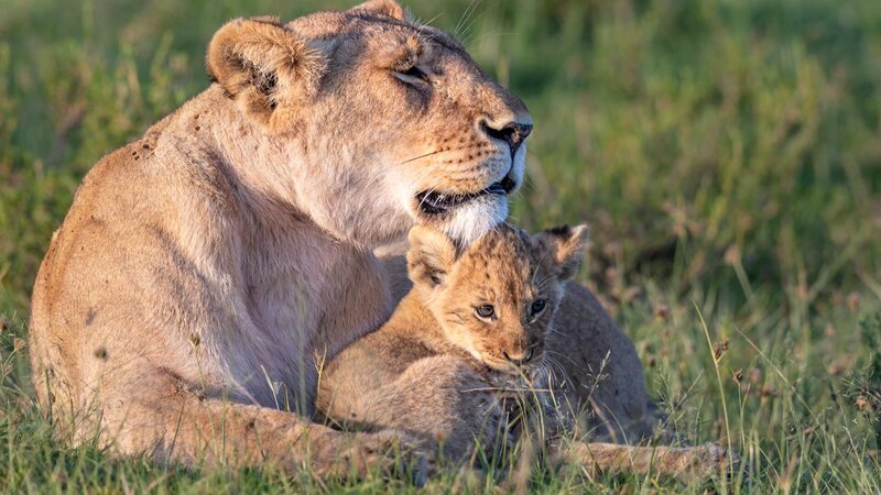 Marsh Pride Löwin und ihr Junges. – Bild: Untitled Film Properties PTY Limited