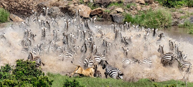 Auch Zebras bevölkern die Masai Mara. Sie gehören zu den bevorzugten Beutetieren der Löwen, und so müssen die „gestreiften Pferde“ bei Attacken immer wieder die Flucht ergreifen – manchmal so wie hier durch einen Fluss. – Bild: Terra Mater Studios GmbH/​Wildlife Films/​Beverly Joubert