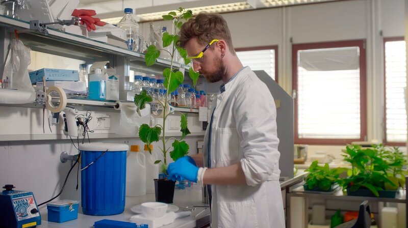 Im Gentechnik-Labor präpariert David das Blatt einer Sonnenblume, um daraus ein bestimmtes Gen zu extrahieren, das eine Pilzkrankheit abwehren kann. – Bild: SWR/​Bilderfest