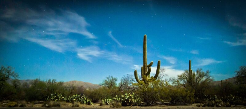 ‚Saguaro‘ Nationalpark. – Bild: ORF/​NDR/​Doclights GmbH
