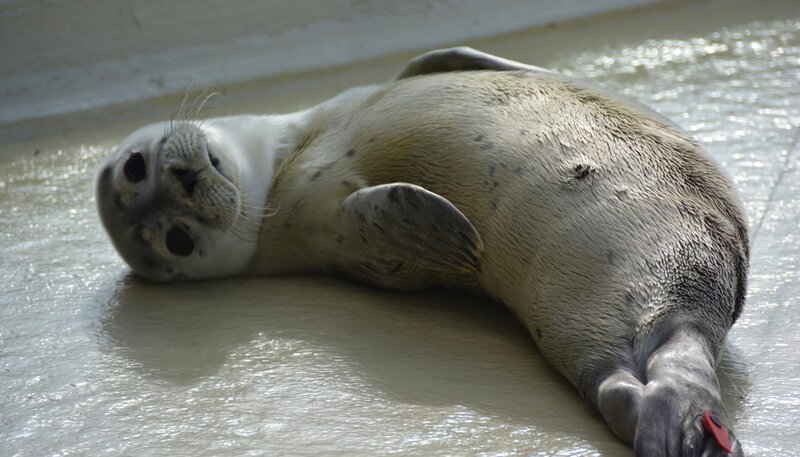 Heuler in Friedrichskoog. – Bild: BR/​Radio Bremen/​Volkmar Strueßmann