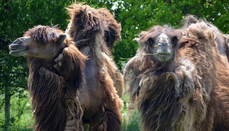 Trampeltiere im Jaderpark. – Bild: BR/​Radio Bremen/​Volkmar Strueßmann