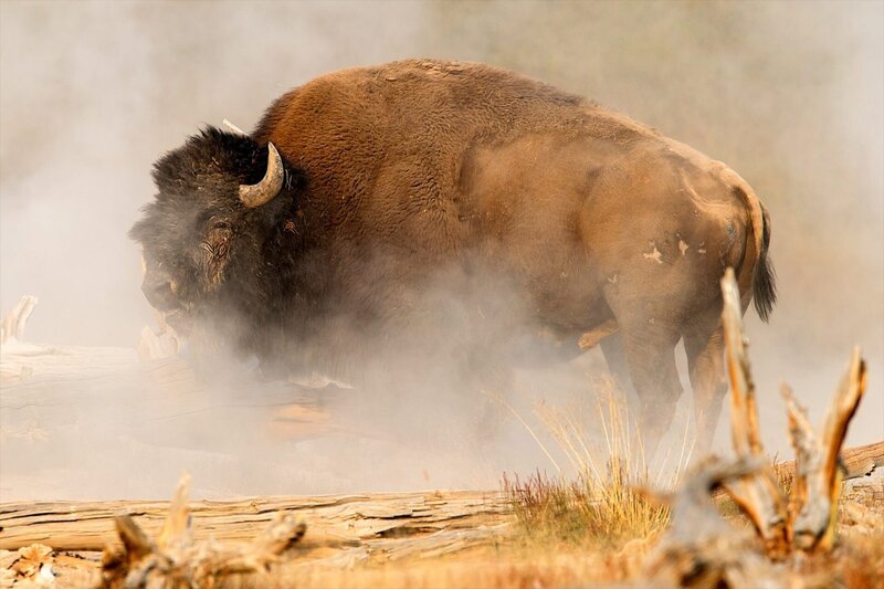 Bison im Geysir-Dampf „Yellowstone-Nationalpark“. – Bild: ORF/NDR/Barrett Hedges Bison im Geysir-Dampf „Yellowstone-Nationalpark“. – Bild: ORF/NDR/Barrett Hedges