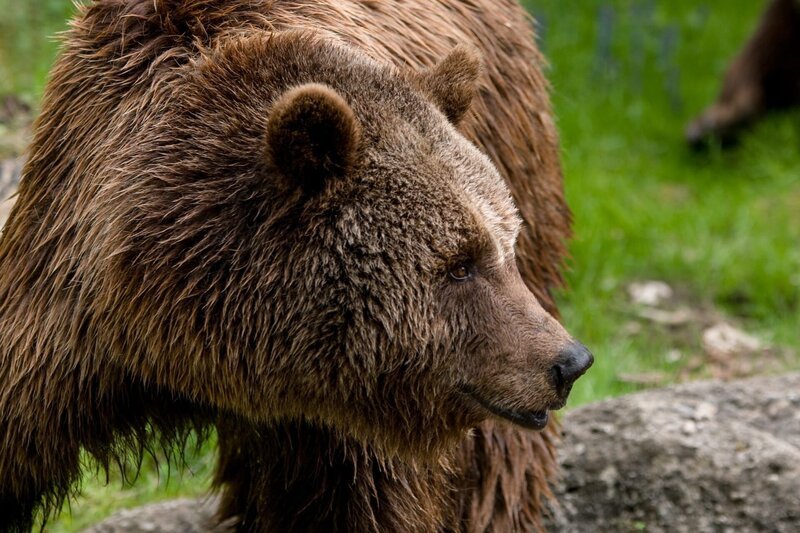 Bär – Bild: CC0 Public Domain Bär – Bild: CC0 Public Domain