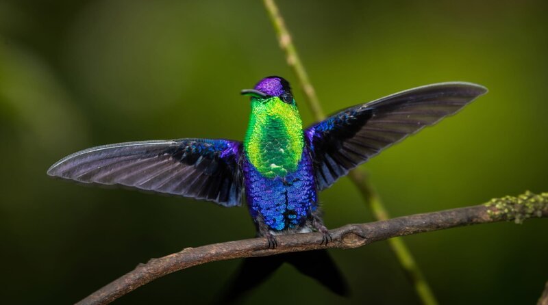 Eine Violettkronen-Nymphe breitet ihre Flügel aus. – Bild: phoenix/Terra Mater Studios/Filipe DeAndrade Eine Violettkronen-Nymphe breitet ihre Flügel aus. – Bild: phoenix/Terra Mater Studios/Filipe DeAndrade