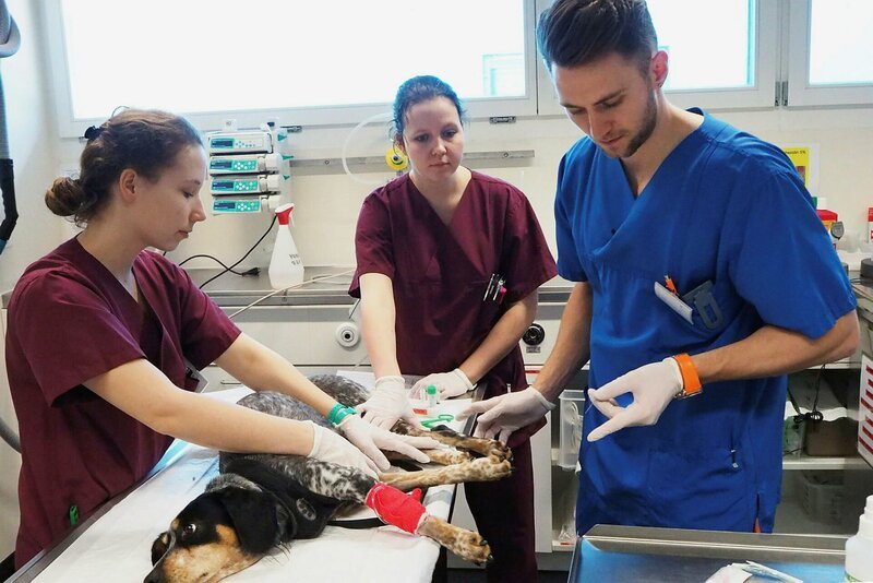 William arbeitet im Tierspital Bern. Hier landen die schwierigen Fälle. Der junge Tierarzt darf sich nicht aus der Ruhe bringen lassen. – Bild: SRF/​RTS /​ ZDF und SRF/​RTS