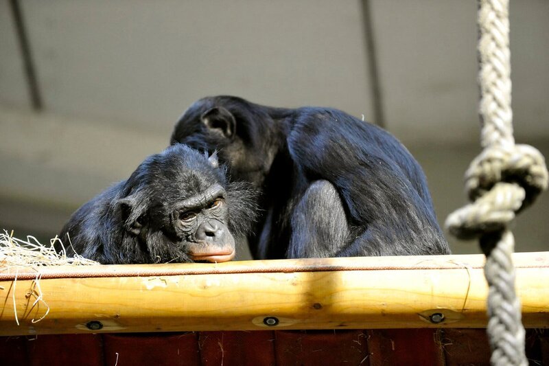 ARD/​rbb PANDA, GORILLA & CO., TEIL 245, „Geschichten aus dem Zoo Berlin und Tierpark Berlin“, am Freitag (02.08.13) um 16:10 Uhr im ERSTEN. Bonobos im Menschenaffenhaus des Tierparks Berlin – Bild: rbb/​Thomas Ernst