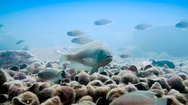 Männliche Buntbarsche stecken viel Energie in den Bau eines besonderes auffälligen Muschelhaufens. Auf diese Weise locken sie potenzielle Partnerinnen an. – Bild: NDR/​Doclights Naturfilm/​Silverba /​ NDR Presse und Information