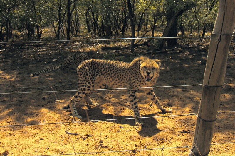 Die 21 wilden Geparde sind mit den zahmen Handaufzuchten nicht zu vergleichen. – Bild: BR/​SWR/​Frederik Füssel