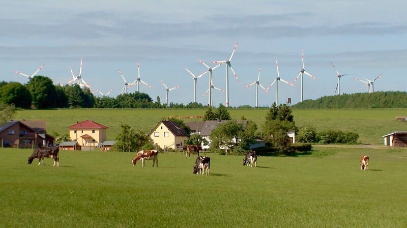 Seitdem der Mensch in der Eifel Regie führt, besetzen Kühe die tierische Hauptrolle. – Bild: WDR/​Längengrad Filmproduktion/​Erik Sick