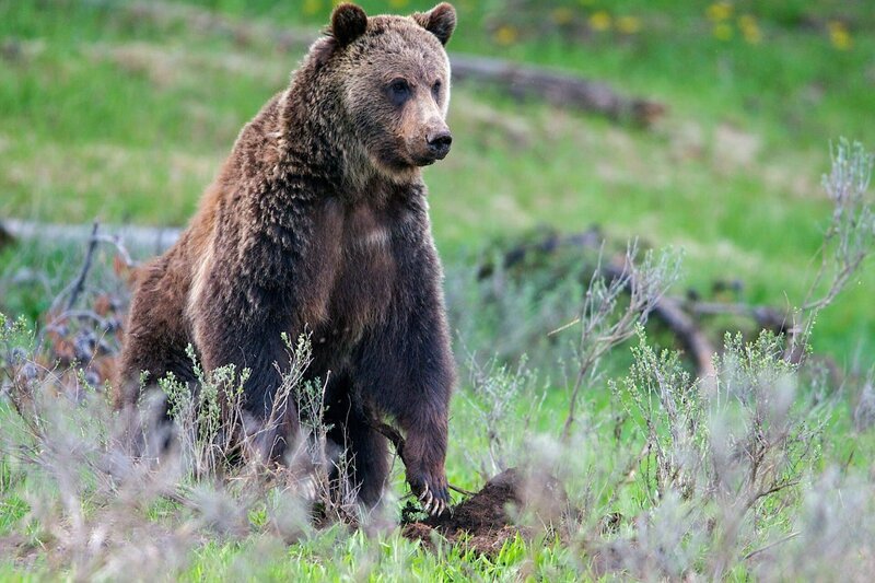 Der Grizzlybär zählt zu den größten Säugetieren im Yellowstone Nationalpark. – Bild: ORF/NDR/Barrett Hedges Der Grizzlybär zählt zu den größten Säugetieren im Yellowstone Nationalpark. – Bild: ORF/NDR/Barrett Hedges