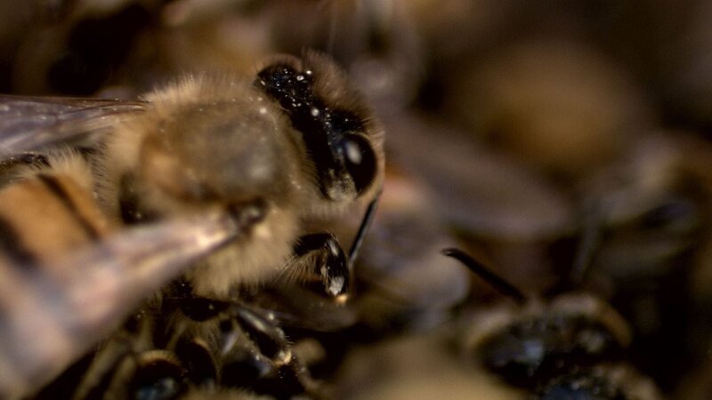 A swarm of attacking bees. – Bild: Animal Planet /​ Discovery Communications