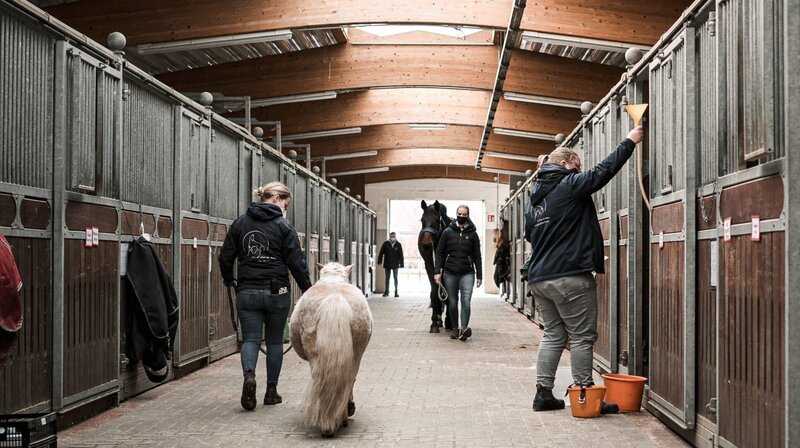 Im Pferde-Krankenhaus findet jeden Morgen eine Visite statt. – Bild: NDR/Tierklinik Lüsche GmbH Im Pferde-Krankenhaus findet jeden Morgen eine Visite statt. – Bild: NDR/Tierklinik Lüsche GmbH