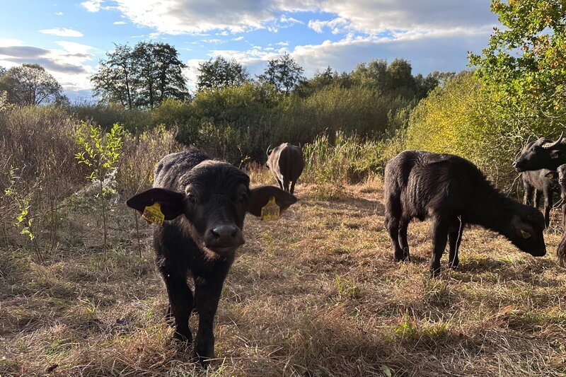 Wasserbüffelkälber auf einer naturnahen Auenfläche an der Vils, nachdem sie ihre Ohrmarken bekommen haben. Die beiden haben, wie die anderen zwei Kälber, die Aktion gut überstanden. – Bild: BR/​Markus Schmidbauer