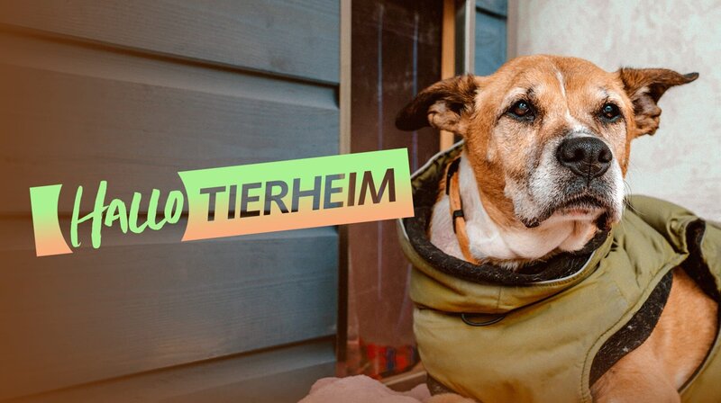 Hallo Tierheim – KeyVisual – Bild: WDR/​Christian Abbel /​ WDR Kommunikation/​Redaktion Bild