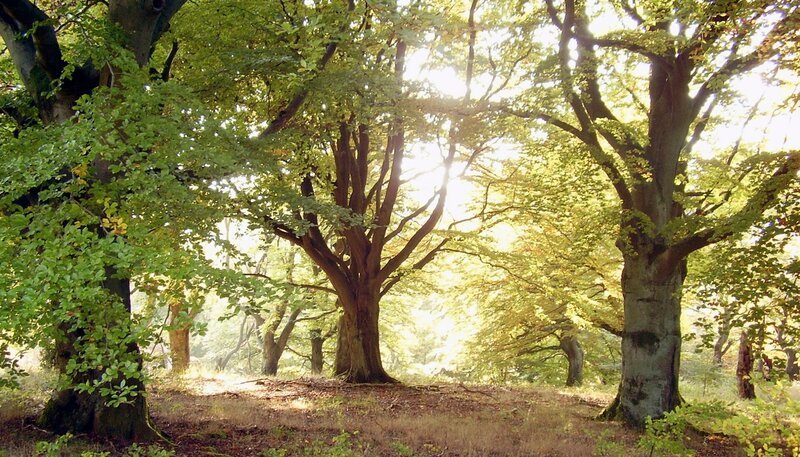 Hutewald im Knüll. – Bild: HR/​Knüll Touristik e.V.