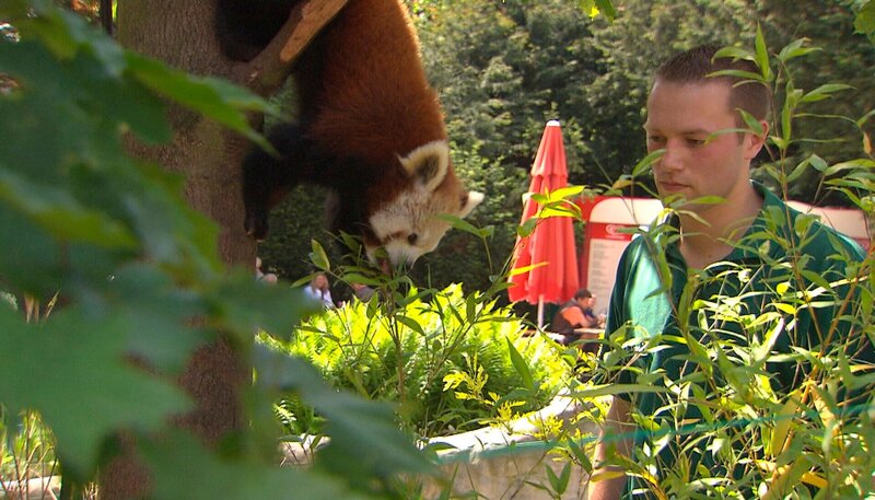 Tobias Taraba hat den Pandabären neues Grün ins Gehege gepflanzt. – Bild: NDR