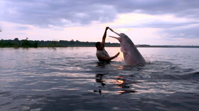 Der Flussdelphin ist für die Amazonasindianer ein heiliges Tier, der Bote der Wasser-Göttin. Obwohl der Indianer Silvio Carallio Romáo schon früh sein Dorf verließ, um in die Millionenstadt Manaus zum Studieren zu gehen, glaubt er fest an diese uralten Mythen und Sagen, die sich um den Boto ranken: Dass ein ertrunkener Mensch zu einem Flussdelfin wird. – Bild: BR