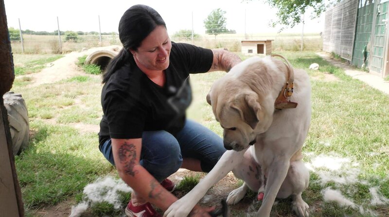Kangal Sam ist der coolste Hund im Tierheim Koblenz. Souverän und erfahren hilft er bei der Erziehung der anderen Hunde mit. Trotzdem hat er noch kein passendes Zuhause gefunden. – Bild: WDR