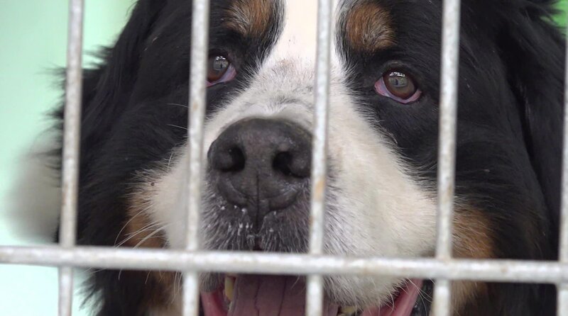 Rückschläge gehören auch zum Alltag im Tierheim Koblenz. Ein alter und kranker Berner Sennenhund war gut vermittelt, kam jetzt aber wieder zurück. Der schwierige Hund hat nicht mehr viel Zeit. – Bild: WDR